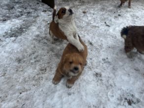 Oddam pieski w dobre rece