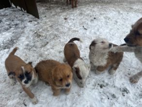 Oddam pieski w dobre rece