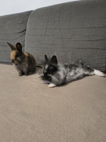 Króliczki miniaturki z całym wyposażeniem