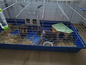 Króliczki miniaturki z całym wyposażeniem