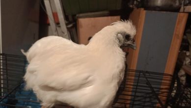 Sprzedam kogutki silki jedwabistej