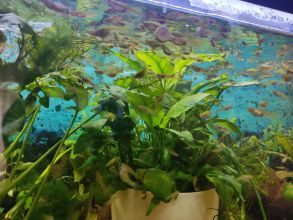 Gupiki mix 30szt Na start lub uzupełnienie zbiornika