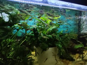 Gupiki mix 30szt Na start lub uzupełnienie zbiornika