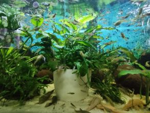 Gupiki mix 30szt Na start lub uzupełnienie zbiornika