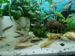 Gupiki mix 30szt Na start lub uzupełnienie zbiornika