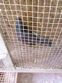 Witam sprzedam pocztowe 11 sztuk