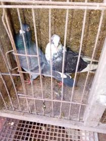 Witam sprzedam pocztowe 11 sztuk