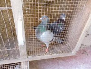 Witam sprzedam pocztowe 11 sztuk