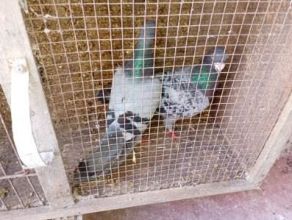 Witam sprzedam pocztowe 11 sztuk