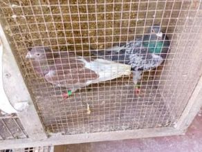 Witam sprzedam pocztowe 11 sztuk