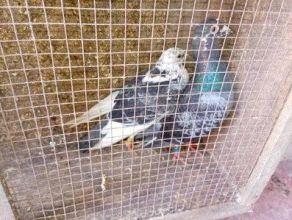 Witam sprzedam pocztowe 11 sztuk