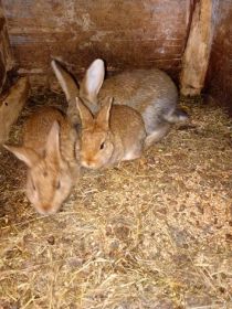 Witam sprzedam 3 mlode kroliki cena 20 zl tel 733 961 983