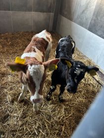 Sprzedam jałóweczki