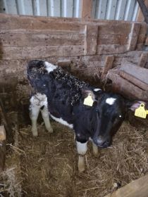 Sprzedam dwie jaweczki 3miesieczne