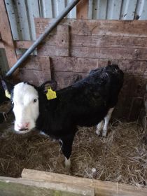 Sprzedam dwie jaweczki 3miesieczne