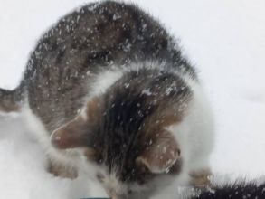 Oddam półroczne kotki w dobre ręce