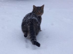 Oddam półroczne kotki w dobre ręce