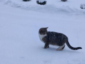 Oddam półroczne kotki w dobre ręce