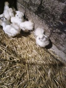 Sprzedam silki kur koguty