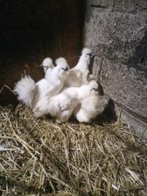 Sprzedam silki kur koguty