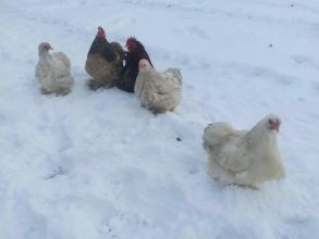 Sprzedam kochiny miniaturki