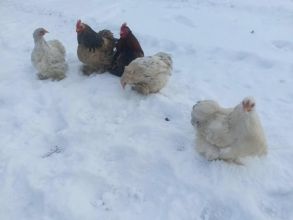 Sprzedam kochiny miniaturki