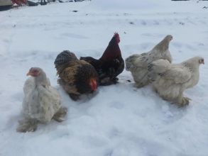 Sprzedam kochiny miniaturki