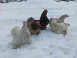 Sprzedam kochiny miniaturki