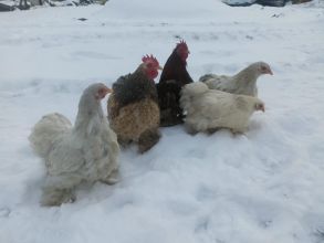 Sprzedam kochiny miniaturki