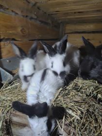 Witam sprzedam króliki srokacze