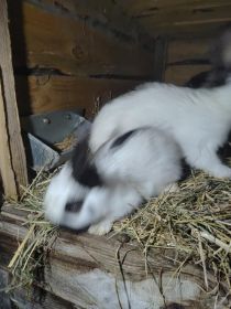 Witam sprzedam króliki srokacze