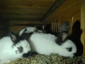 Witam sprzedam króliki srokacze