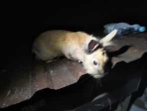 Witam sprzedam królika samicę miniaturke