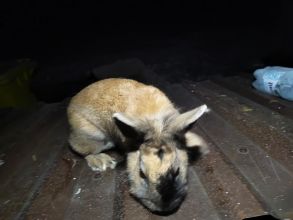 Witam sprzedam królika samicę miniaturke