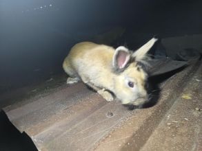 Witam sprzedam królika samicę miniaturke