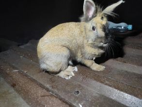 Witam sprzedam królika samicę miniaturke