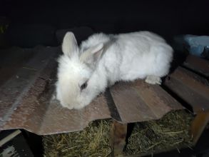 Witam sprzedam królika samicę miniaturke