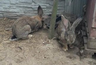 Króliki Olbrzymy Belgijskie-Turek