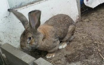 Króliki Olbrzymy Belgijskie-Turek