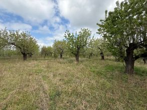 Sprzedam sad owocowy 1,8h