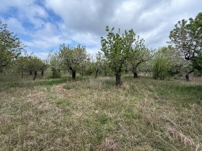 Sprzedam sad owocowy 1,8h