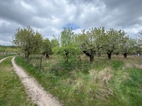 Sprzedam sad owocowy 1,8h