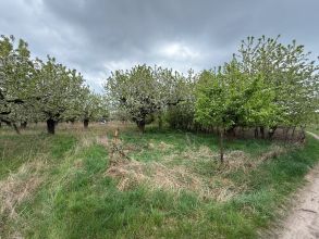 Sprzedam sad owocowy 1,8h