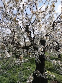 Sprzedam sad owocowy 1,8h