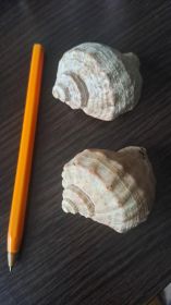 Sprzedam dwie egzotyczne muszle