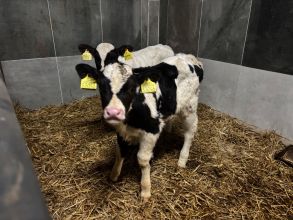 Sprzedam jałóweczki