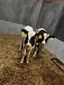 Sprzedam jałóweczki