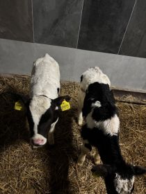 Sprzedam jałóweczki