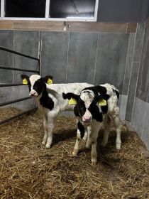 Sprzedam jałóweczki