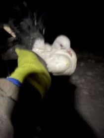 Sprzedam gołębie pawiki